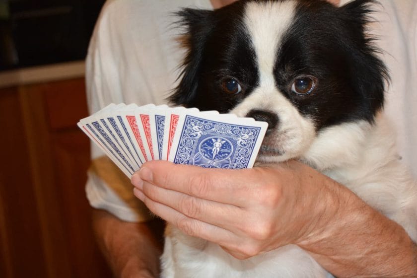 Image of someone playing cards while holding a dog